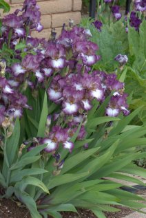 Bearded iris_DBG_LAH_6756