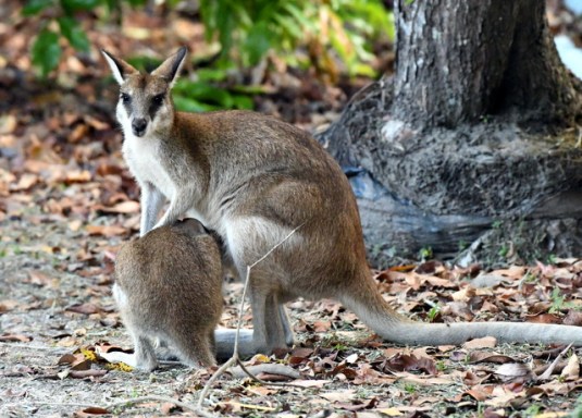 daintreewildzoo-qld-australia_lah_5136