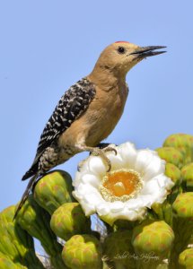 Gila Woodpecker on Saguaro_DesertMuseum-TucsonAZ_20100512_LAH_2259-2