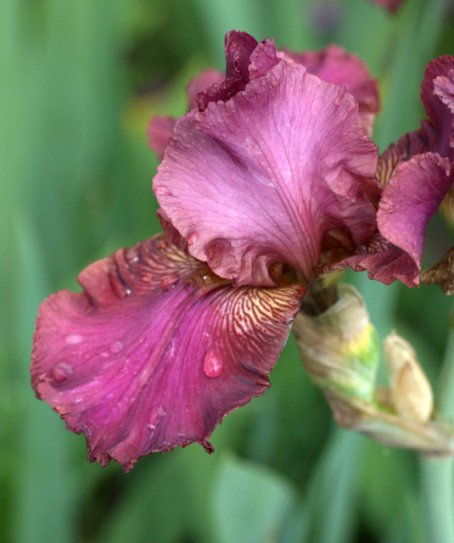 Iris hyb_DBG_LAH_0592