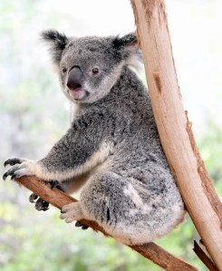 koala_lonepinekoalasanctuary-brisbane-qld-australia_lah_1957