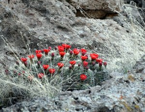 LosAlamos-NM_LAH_7143