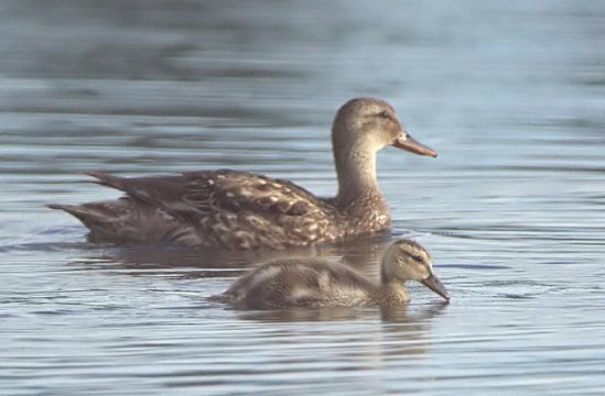 Mallard and duckling, Lake Manitou, Colorado