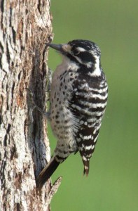 Nuttall's Woodpecker_Smartsville-CA_LAH_0762