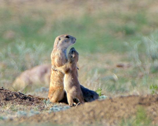 Prairie Dogs, Rocky Mountain Arsenal NWR, Colorado