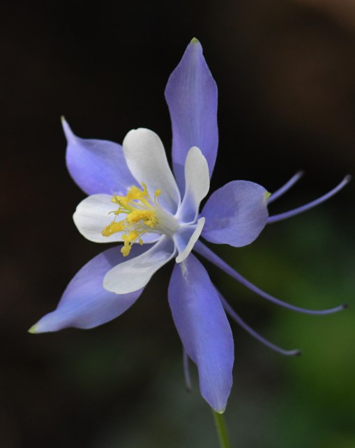 Aquilegia coerulea_Colorado Columbine_EmeraldValley-EPC-CO_LAH_0521