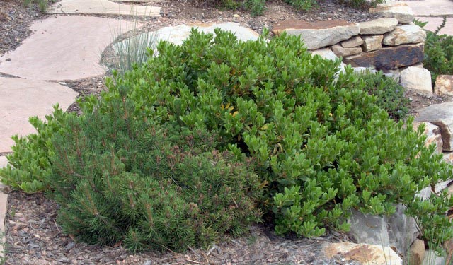 Arctostaphylos x coloradensis_Mock Bearberry Manzanita_CarnegieLib-CoSpgsCO_LAH_9993