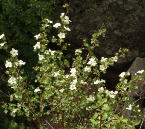 Boulder Raspberry @EmeraldValley 2008jun23 LAH 093