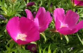 Callirhoe involucrata - Winecups @SantaFeGreenhouses 20080628 LAH 035