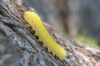Cimbex americana_Sawfly_IdahoFalls_LAH_5291