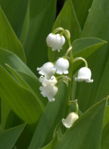 Convallaria majalis_Lily of the Valley_HudsonGardens-CO_LAH_5740