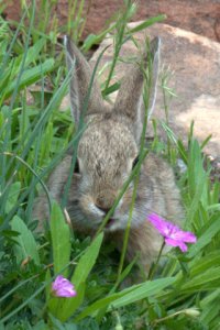 Cottontail Rabbit_HudsonGardens-CO_LAH_5917