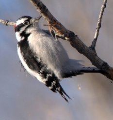 Downy Woodpecker_Cherry Creek SP-CO_LAH_2555