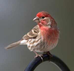 House Finch_BlkForest_20100424_LAH_3257