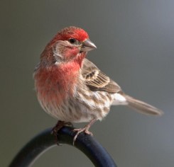 House Finch_BlkForest_20100424_LAH_3257