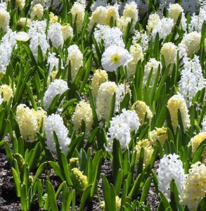 Hyacinth_DBG-CO_LAH_6788