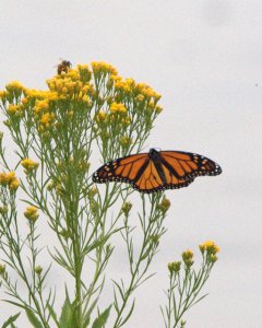 Monarch Butterfly_FCNC_LAH_5630