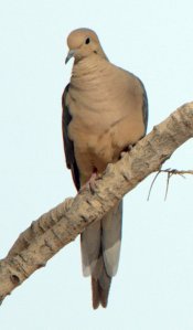 Mourning Dove_SanPedroHouse-AZ_LAH_4370
