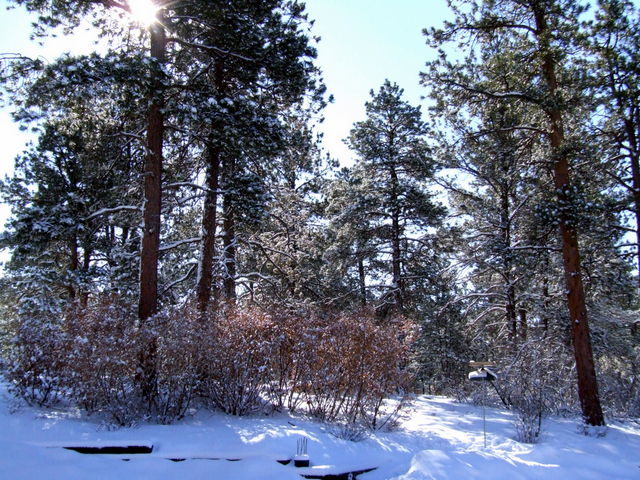 Ponderosa and scrub oak in snow @BlkForest LAH1.JPG