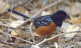Spotted Towhee_BosquedelApacheNWR-NM_LAH_6546