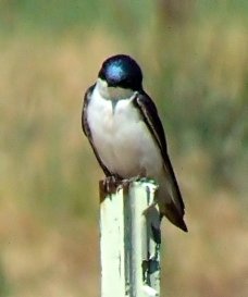 Tree Swallow @EWash 2006jun20 LAH 003f