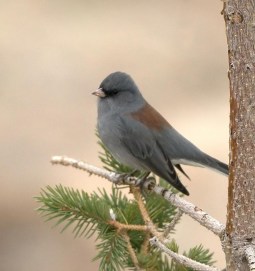 Dark-eyed Junco_RMNP_LAH_8448f