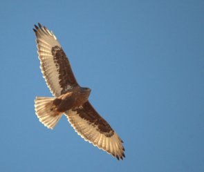 Ferruginous Hawk - Dark Morph_ElPasoCounty-CO_LAH_9774