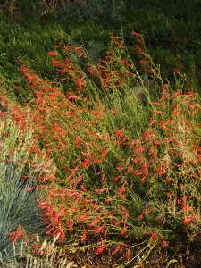 Penstemon pinifolius - Pineleaf Penstemon @SantaFeGreenhouses 20089jun28 LAH 074
