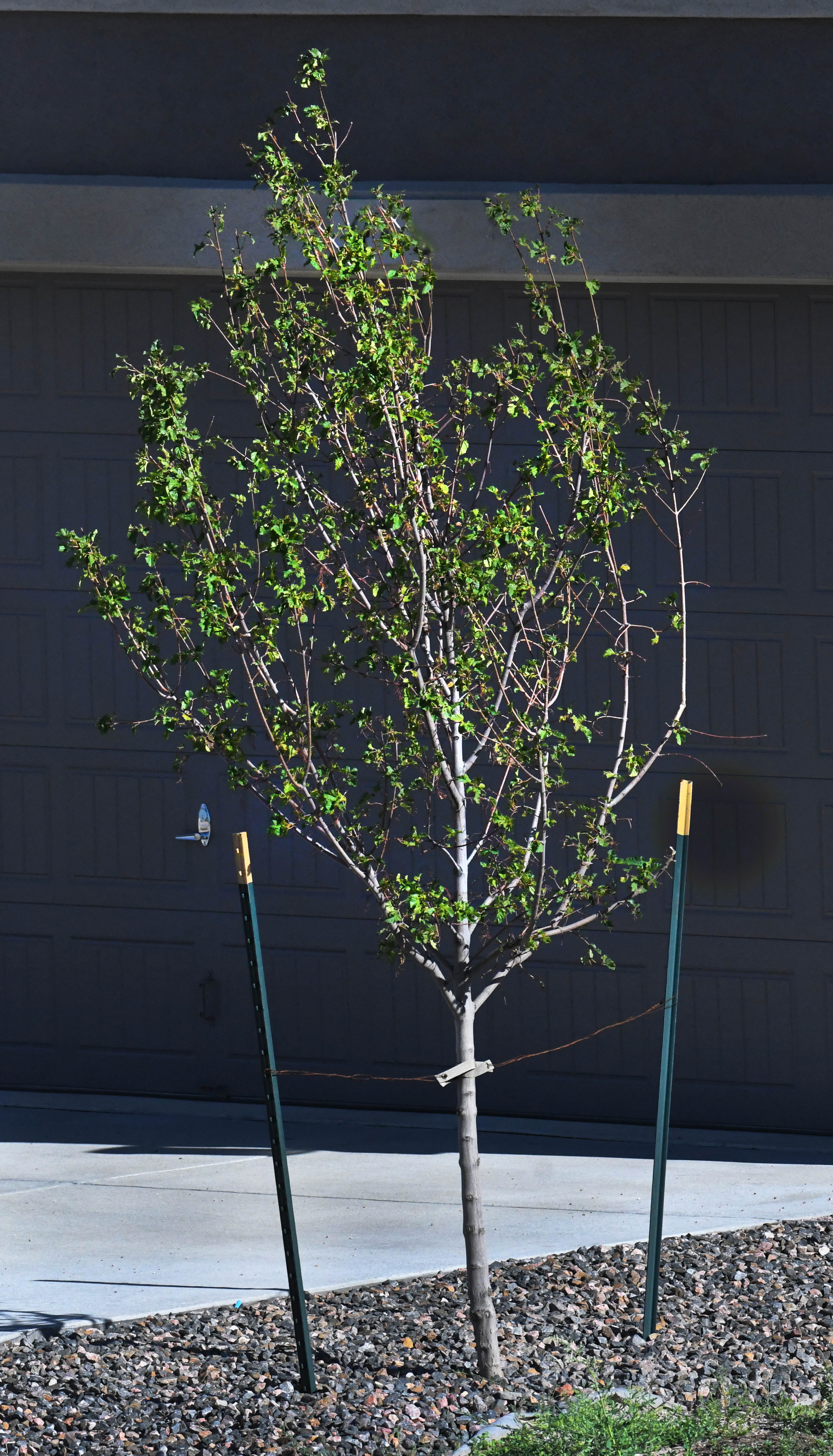 Garden Advice: Don’t Prune that Crown! – Mountain Plover