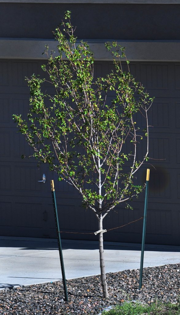 Garden Advice: Don’t Prune that Crown! – Mountain Plover