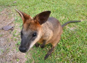 swamp-wallaby_daintreewildzoo-qld-australia_lah_4968