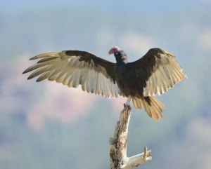 Turkey Vulture_Hwy67-HaymanBurnArea-CO_LAH_1093