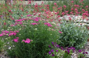 Back yard_NewSantaFeTrl-COS-CO_LAH_2468