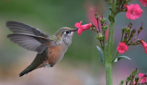 Broad-tailed Hummingbird_XG-COS-CO_LAH_9386