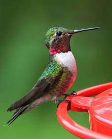 Broadtail Hummingbird_COS_LAH 780