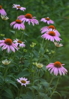 Echinacea_Coneflower_LakewoodNC-SalinaKS_LAH_4217