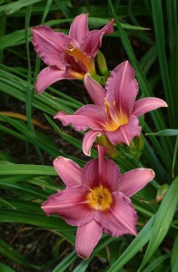 Hemerocallis - Daylily