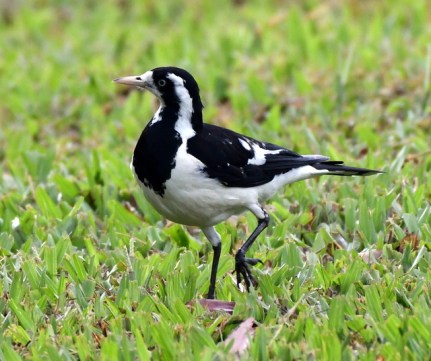 magpie-lark_halfmoonbaygolfclub-cairns-qld-australia_lah_3967
