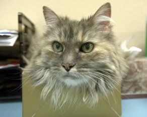 Misty in a box_LAH_1805