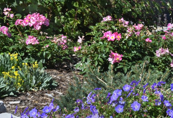 NewSantaFeTrl-COS-CO_LAH_2632