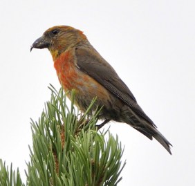 Red Crossbill_Hwy103-IdahoSprings-CO_LAH_6711