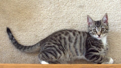 Rupert_Everett-WA_LAH_1148