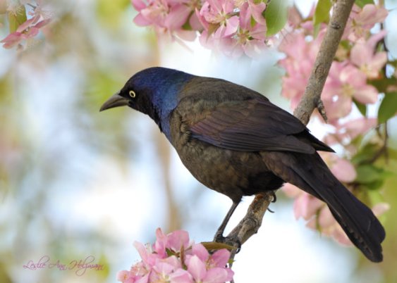 Common Grackle_20100426_Pueblo_LAH_3928