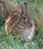 Cottontail_NisquallyNWR-WA_LAH_0763