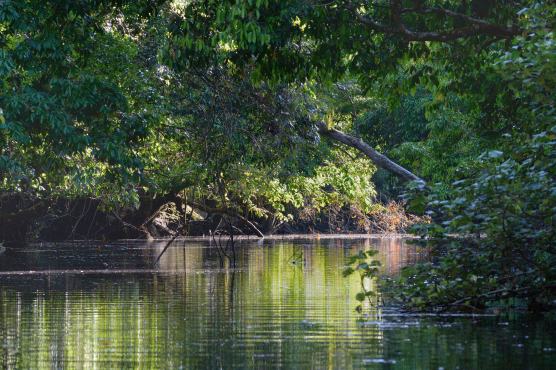 daintreeriver_qld-australia_lah_6467