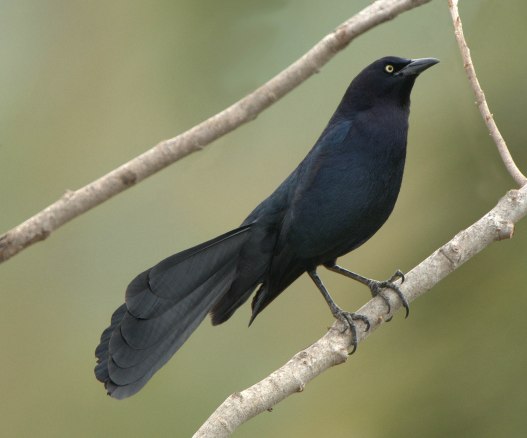 Great-tailed Grackle_SDWildAnimalPark_LAH_8588