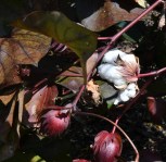 MissouriBotanicalGardens-St.Louis-MO_LAH_3481