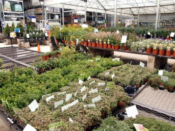 Plants for sale @Lowe's-CS_2008aug02_LAH_5093