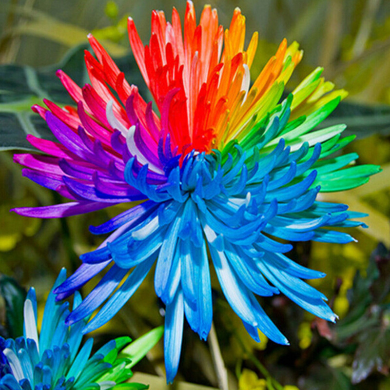 rainbow mum