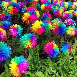 rainbow mums in garden